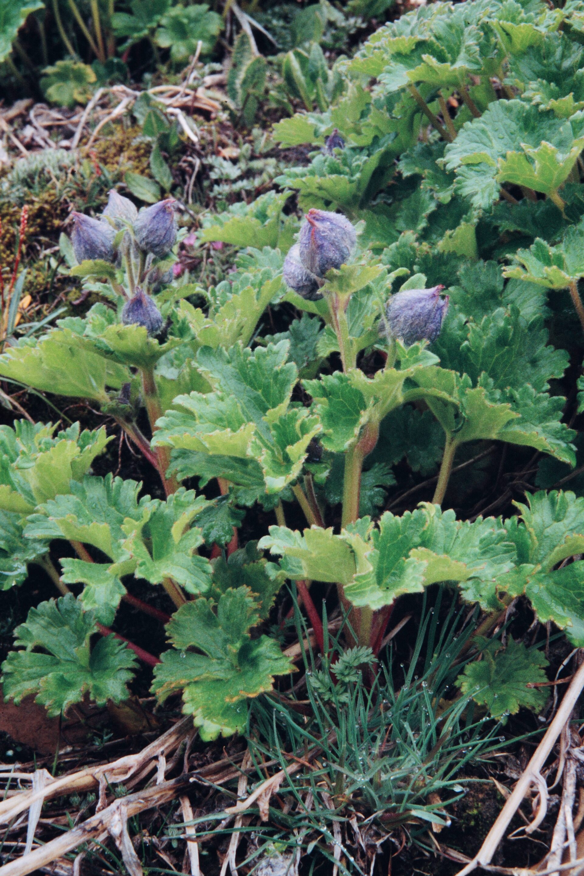 Delphinium brunonianum — Ranunculaceae