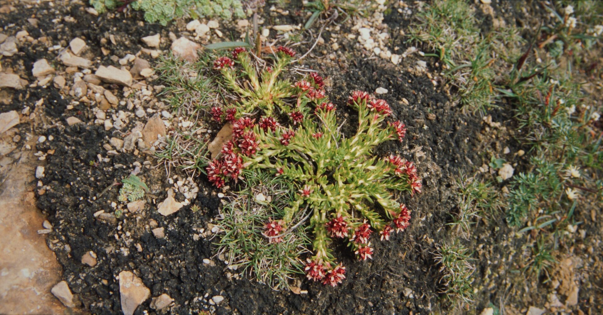 Rhodiola smithii — Crassulaceae