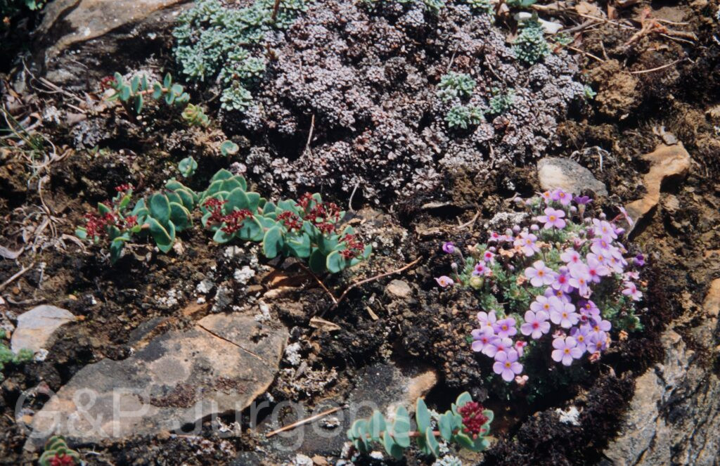 Nepal 99 781 ergebnis