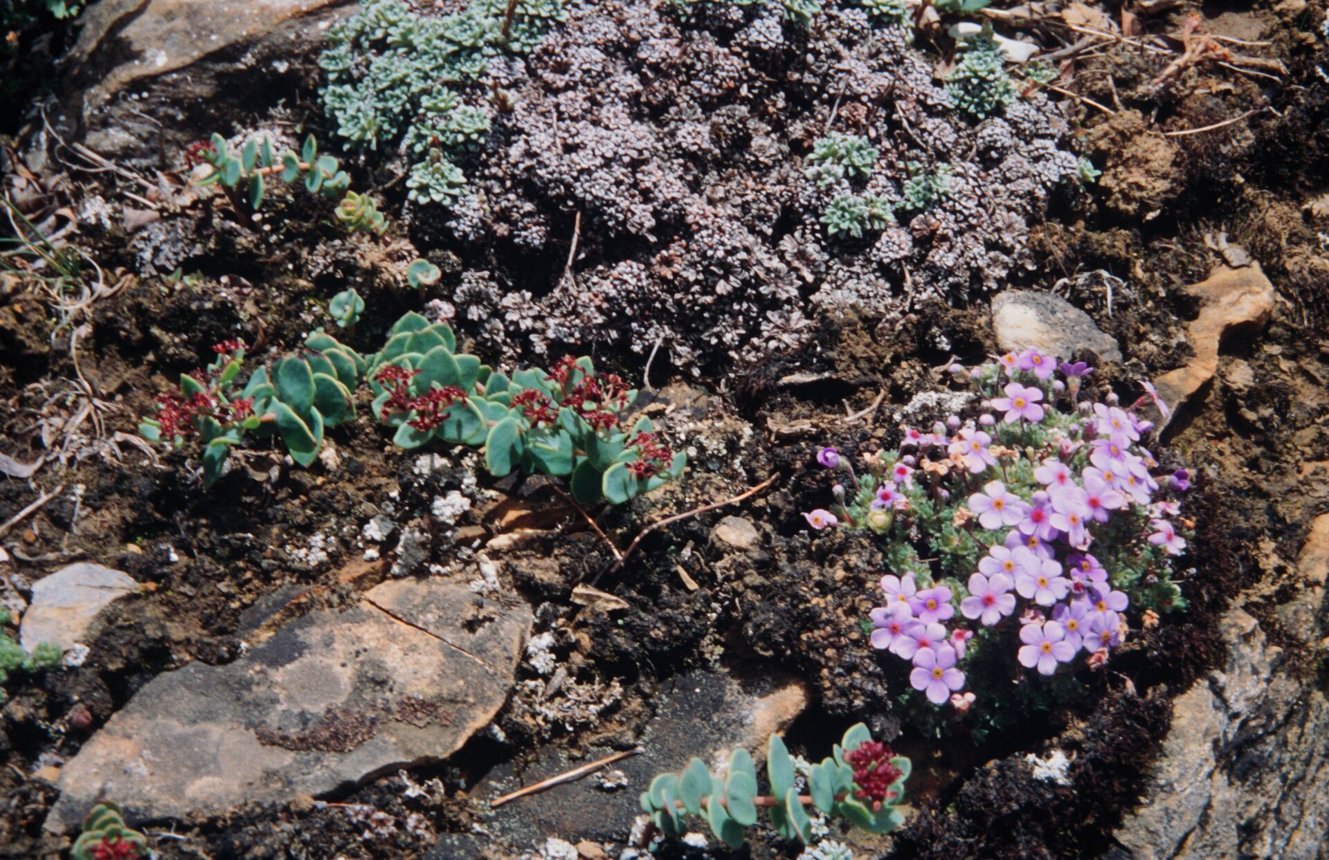 Androsace mucronifolia — Primulaceae