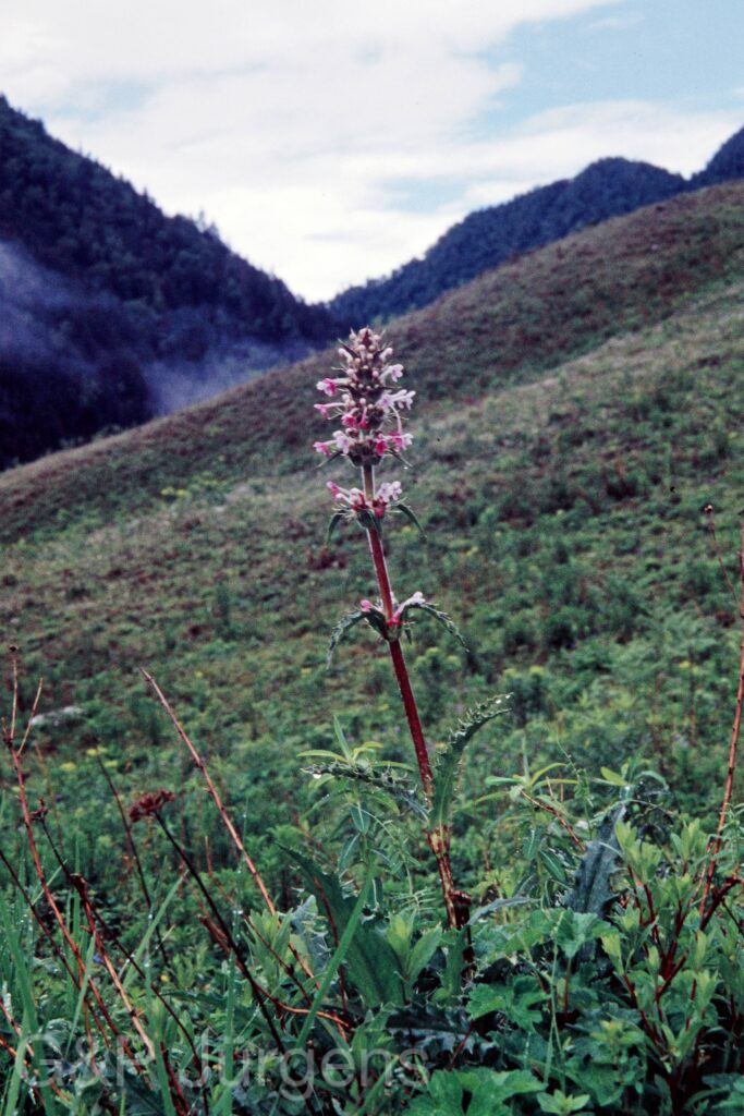 Nepal 99 84 ergebnis