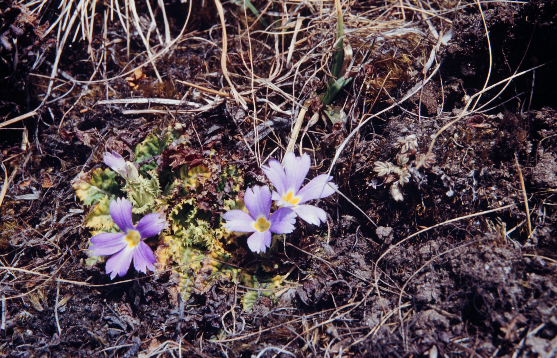 Primula deuteronana — Primulaceae