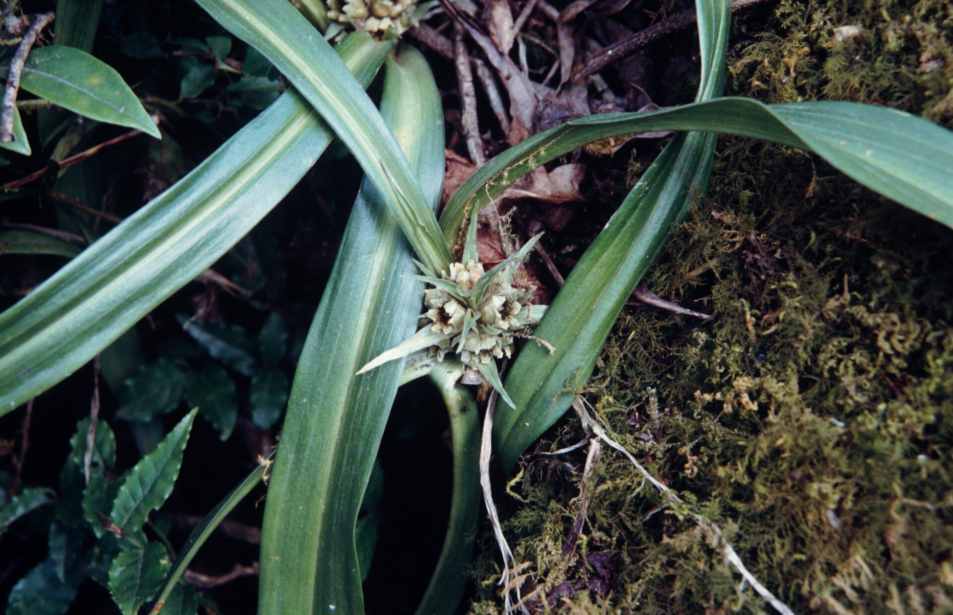 Rohdea nepalensis — Asparagaceae