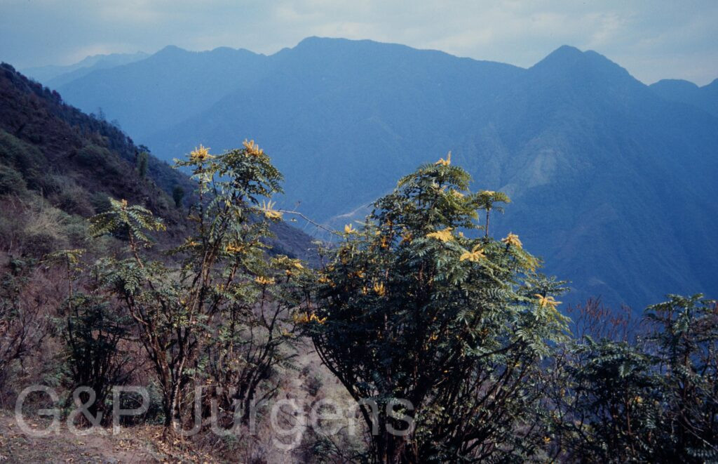 Nepal1992 158 P231 ergebnis