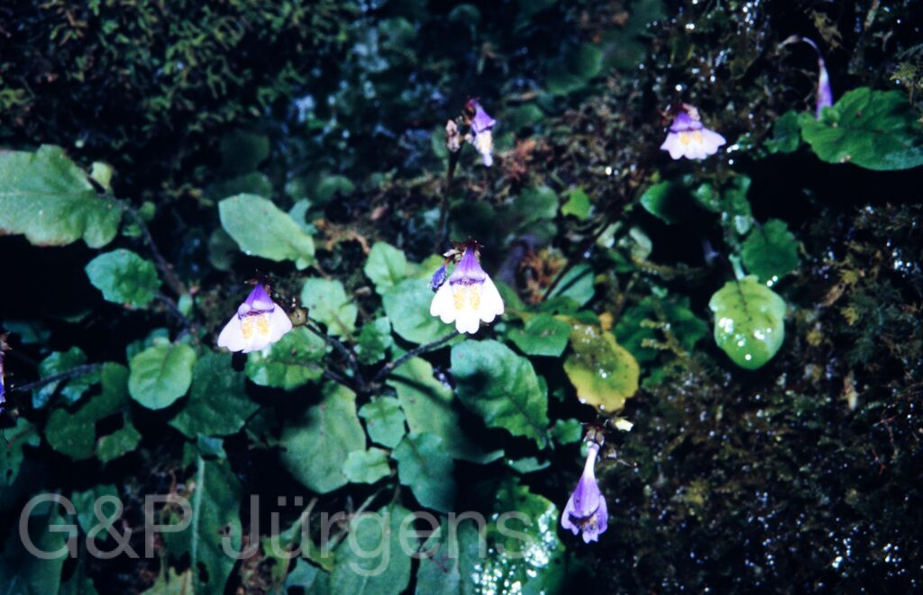 Nepal1992 174 P255 ergebnis