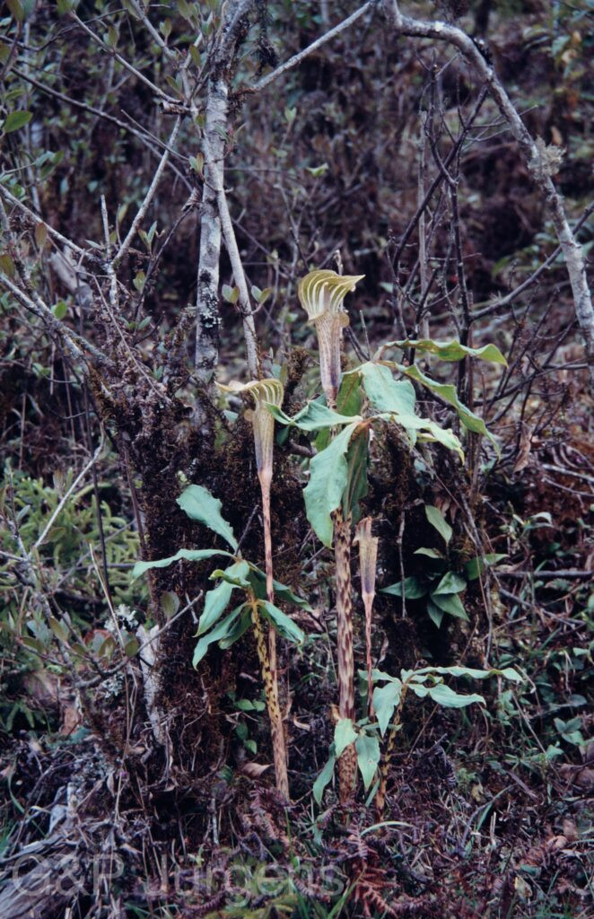 Nepal1992 184 P270 ergebnis