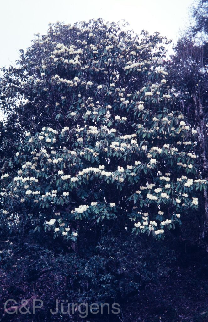 Nepal1992 196 P285 ergebnis