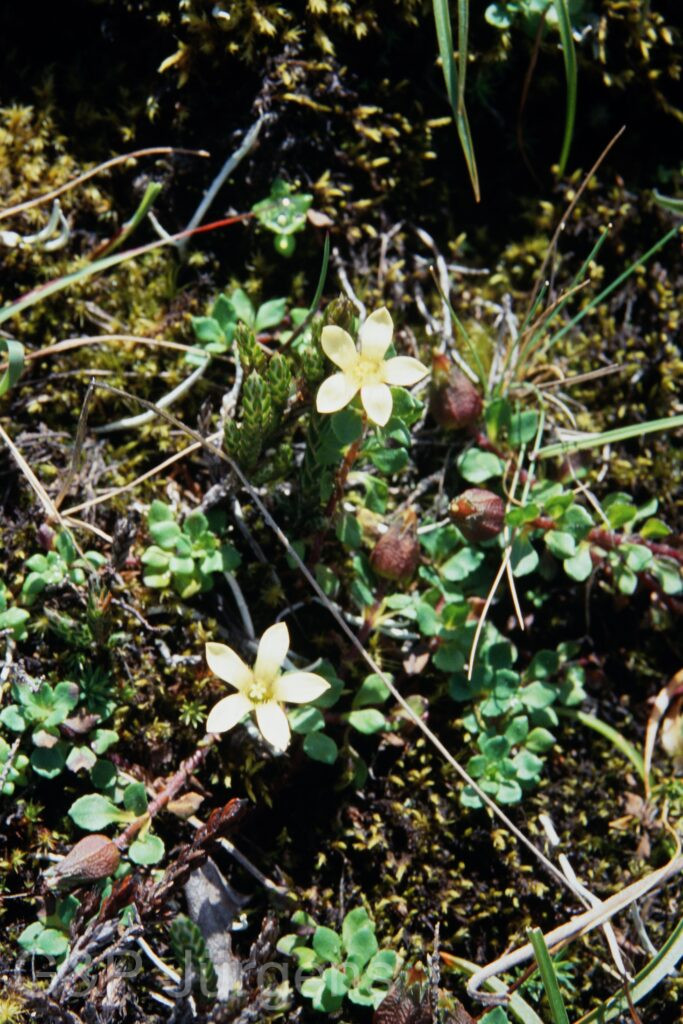 Sikkim2003 127 G173