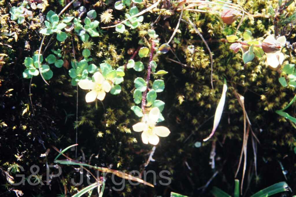 Sikkim2003 128 G174