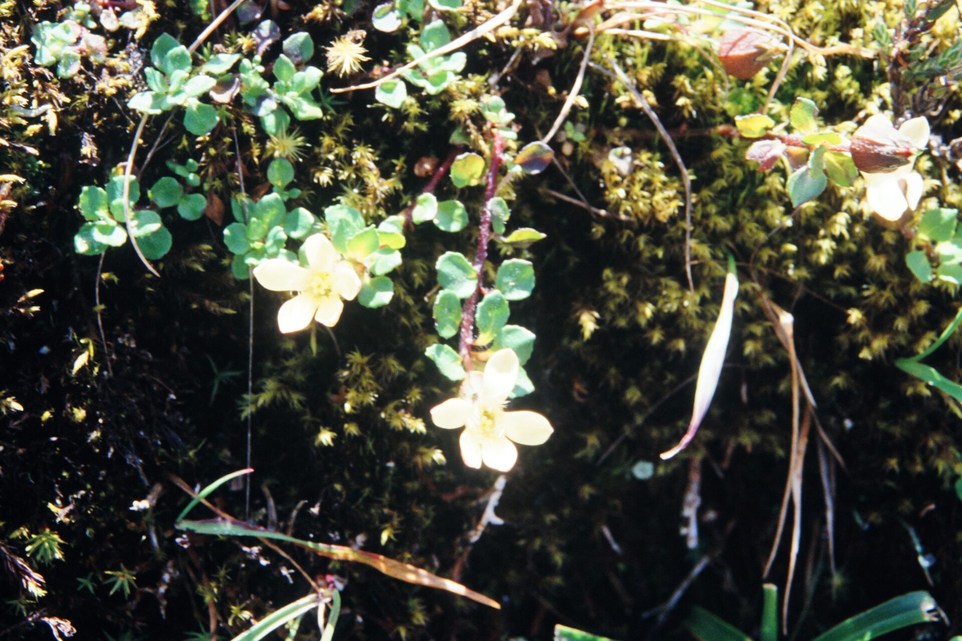 Cyananthus macrocalyx subsp. spathulifolius — Campanulaceae