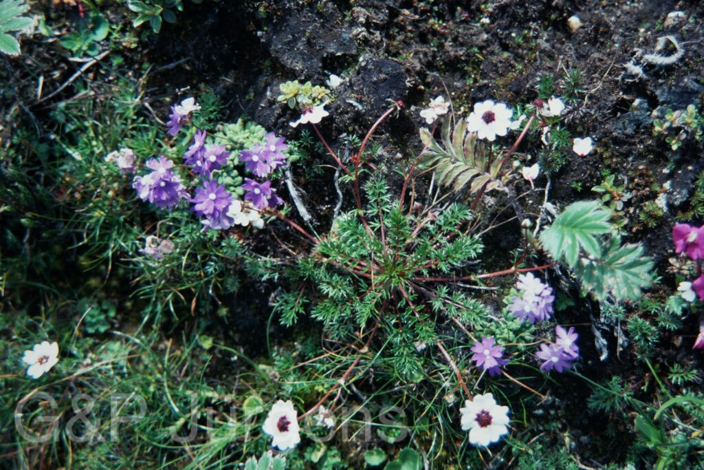 Sikkim2003 133 W181