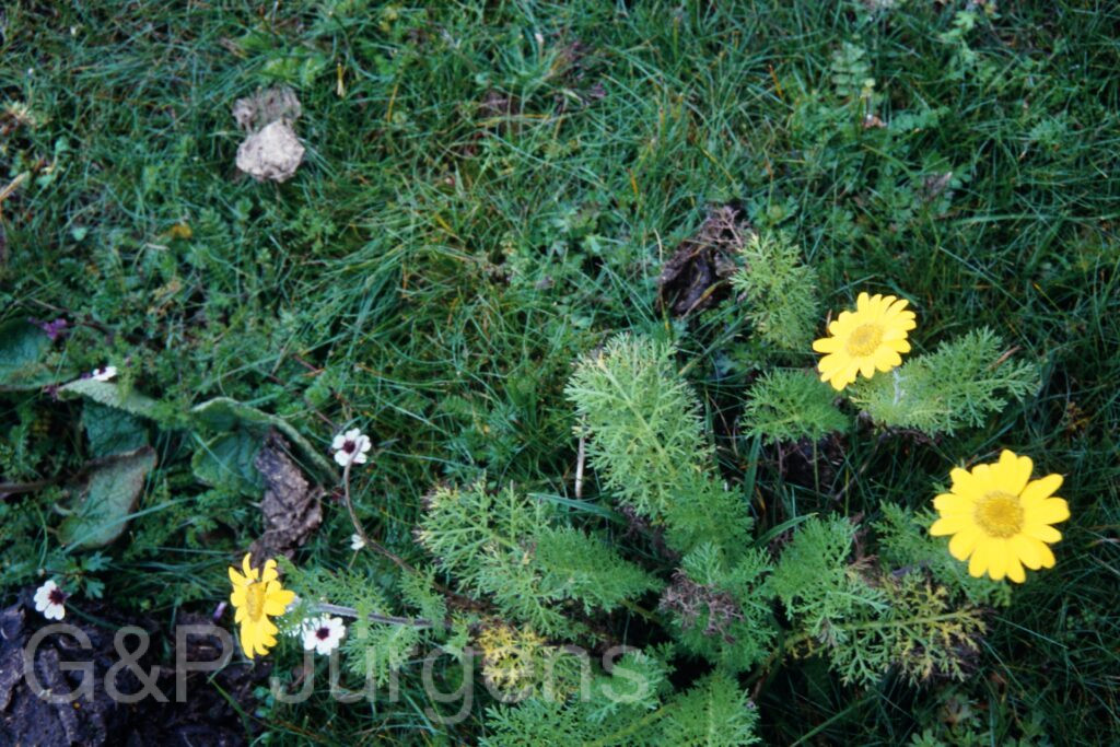Sikkim2003 135 P183
