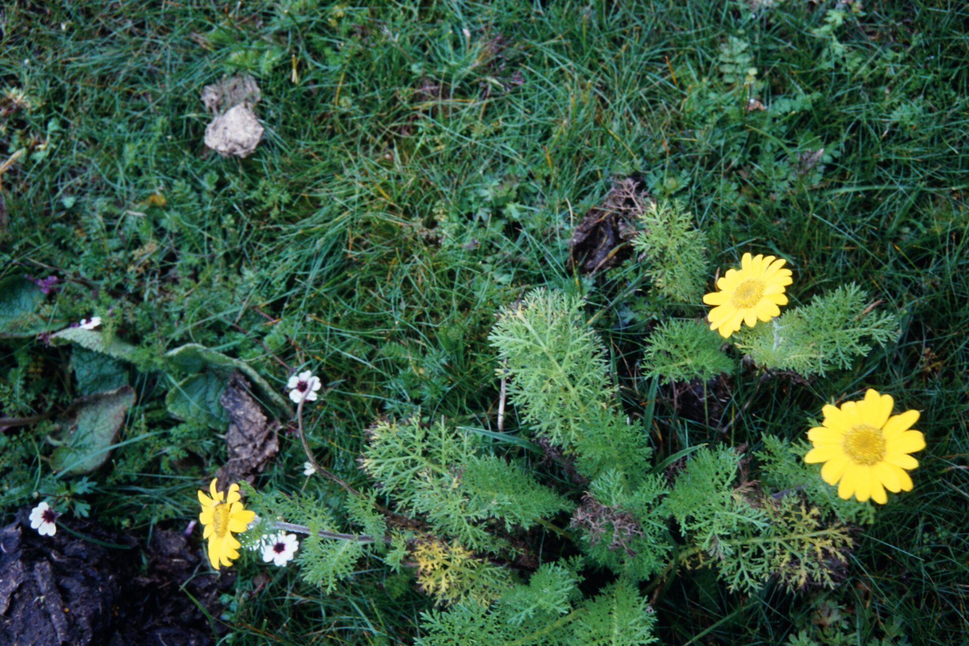 Tanacetum atkinsonii — Asteraceae