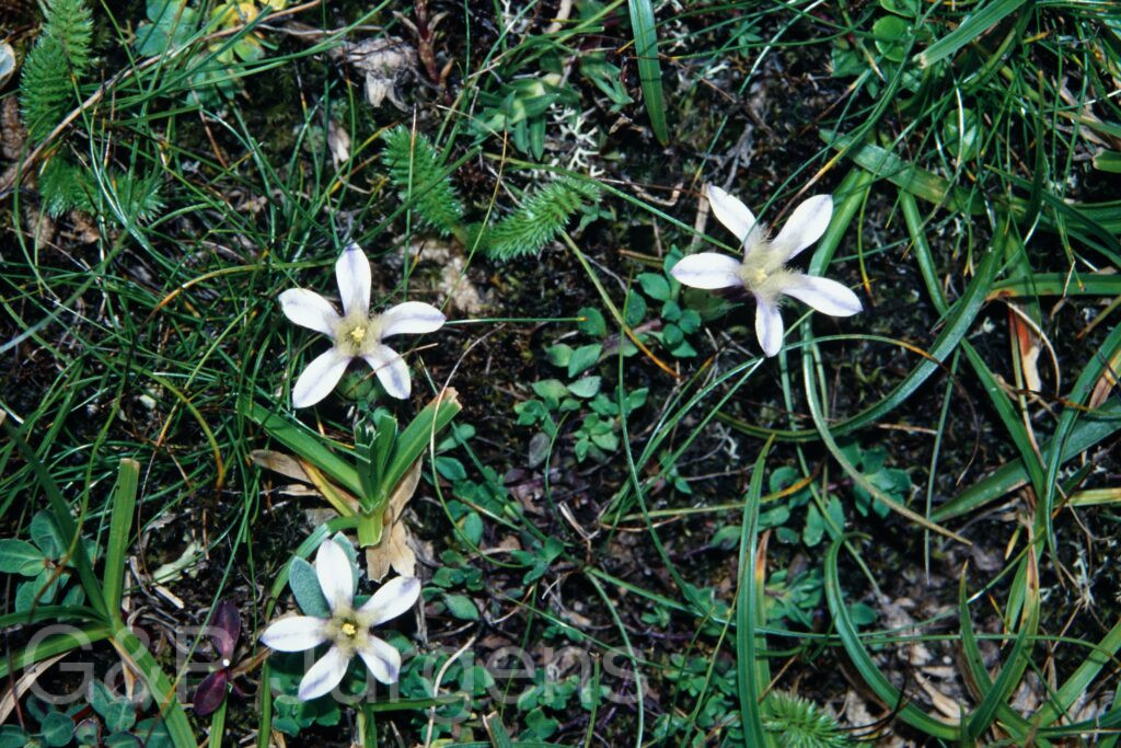 Sikkim2003 136 G184