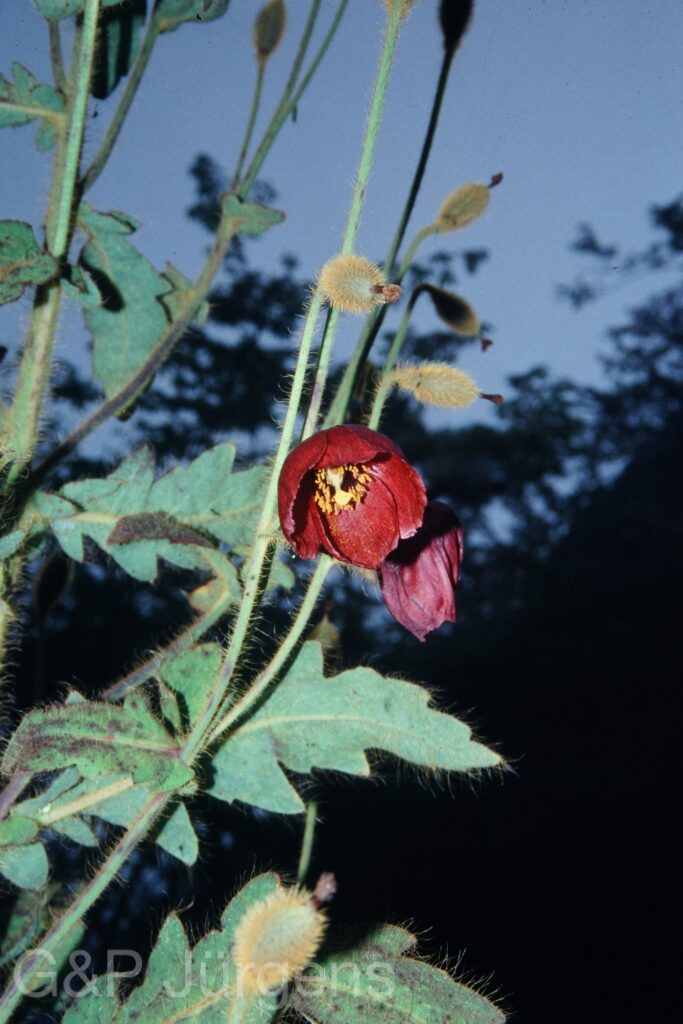 Sikkim2003 156 G209