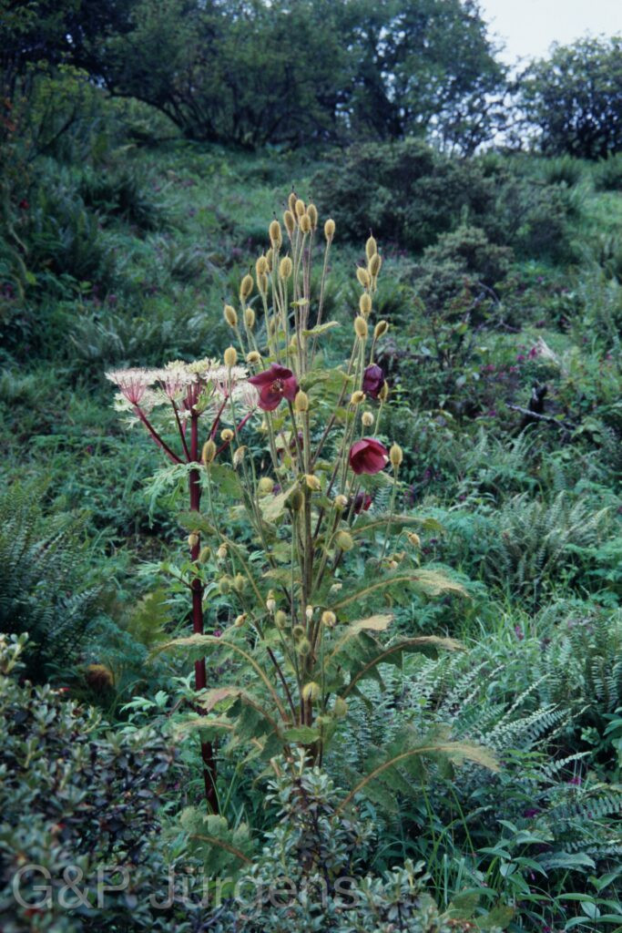 Sikkim2003 158 P211