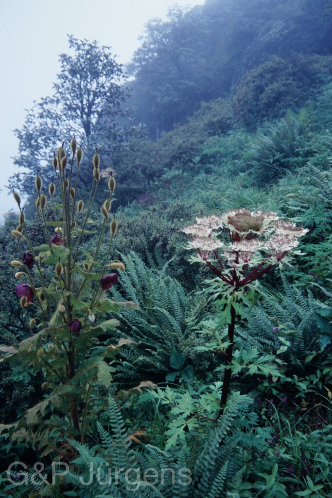 Sikkim2003 159 P212