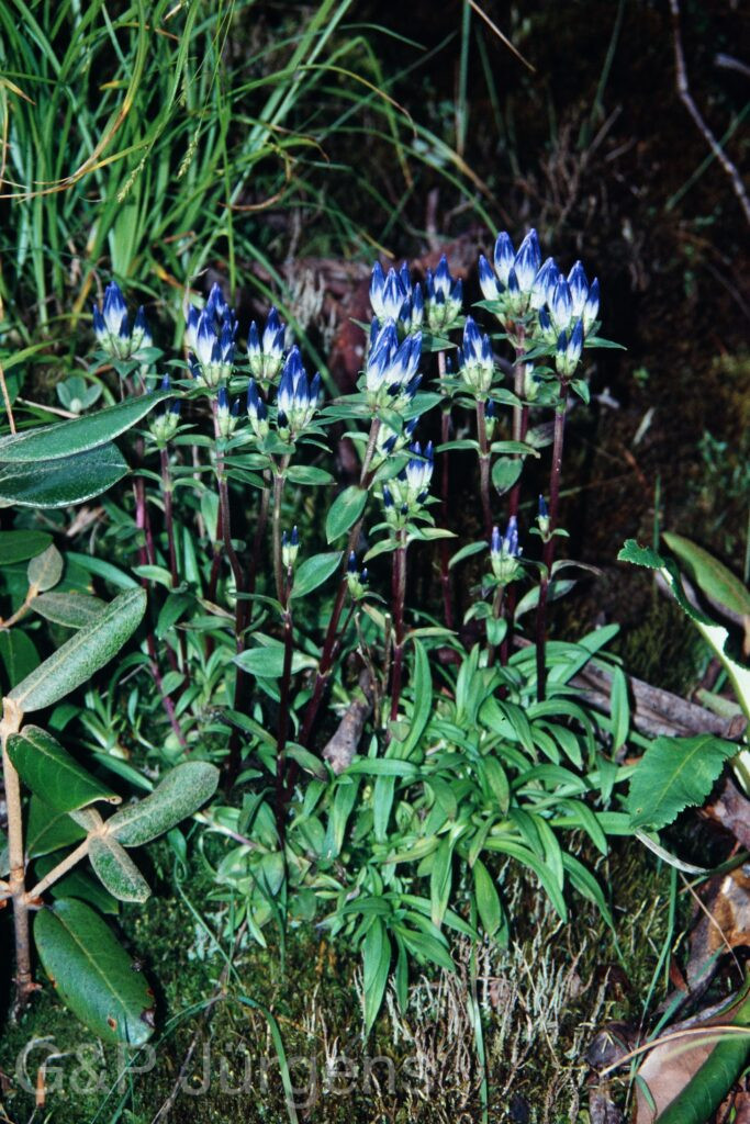 Sikkim2003 164 G219