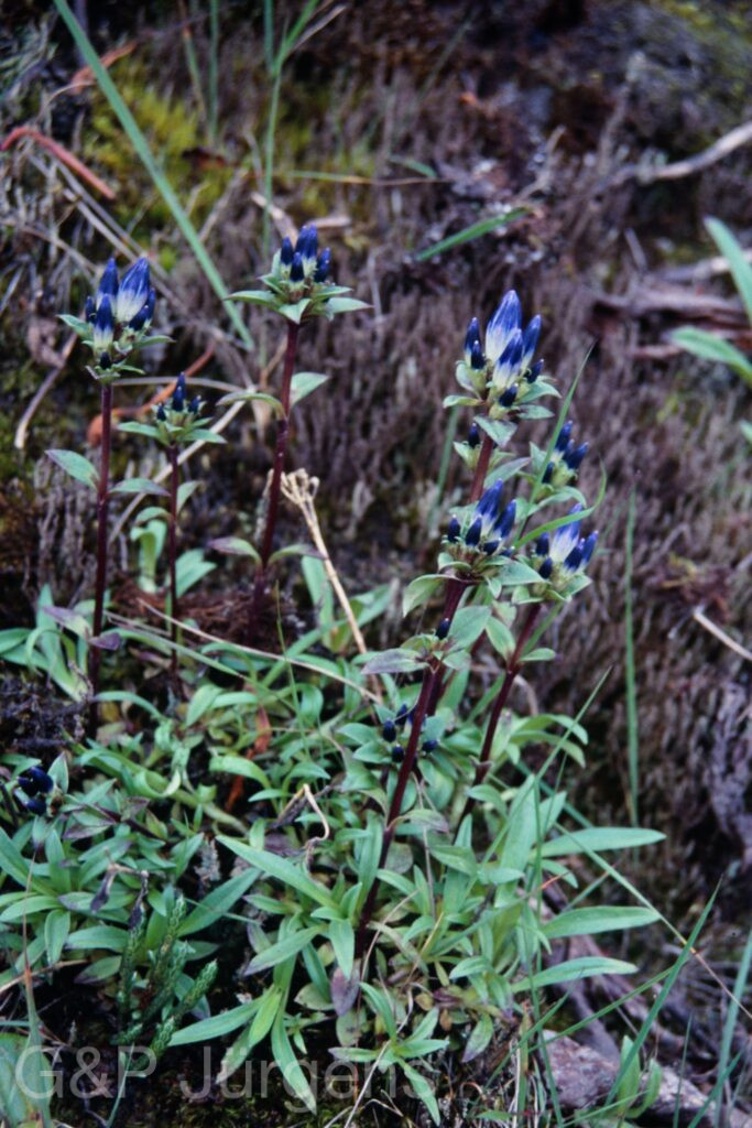 Sikkim2003 165 P220
