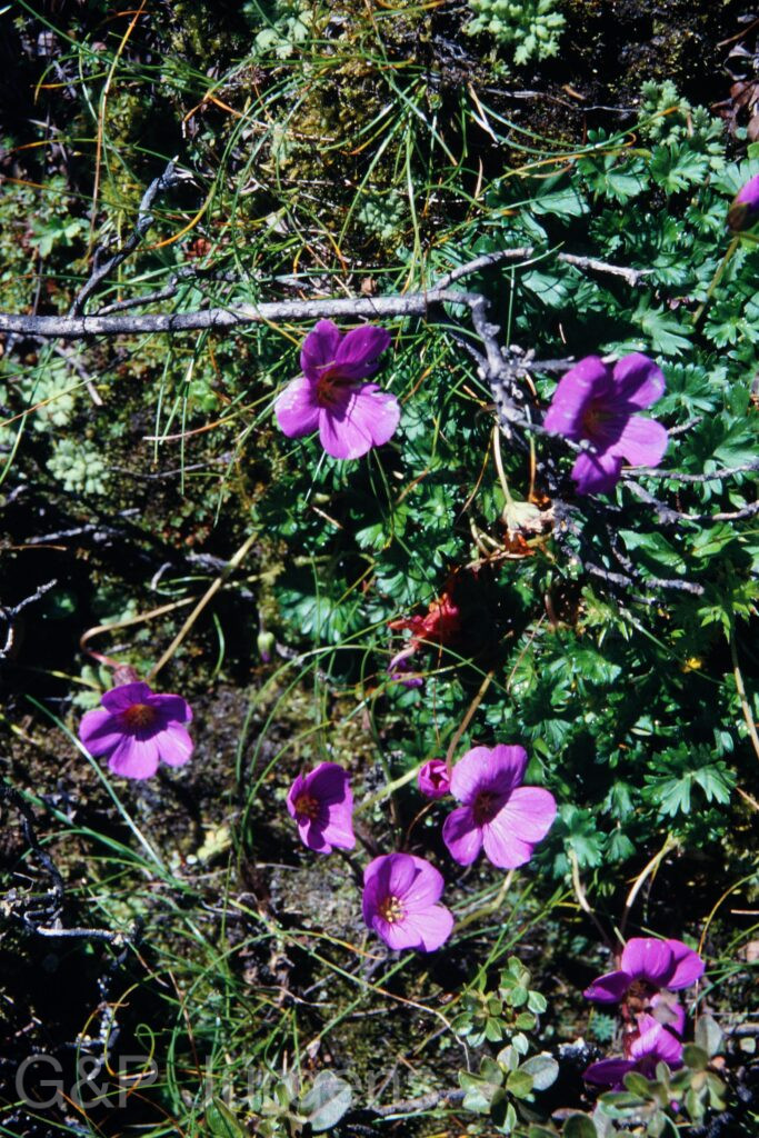 Sikkim2003 176 P240