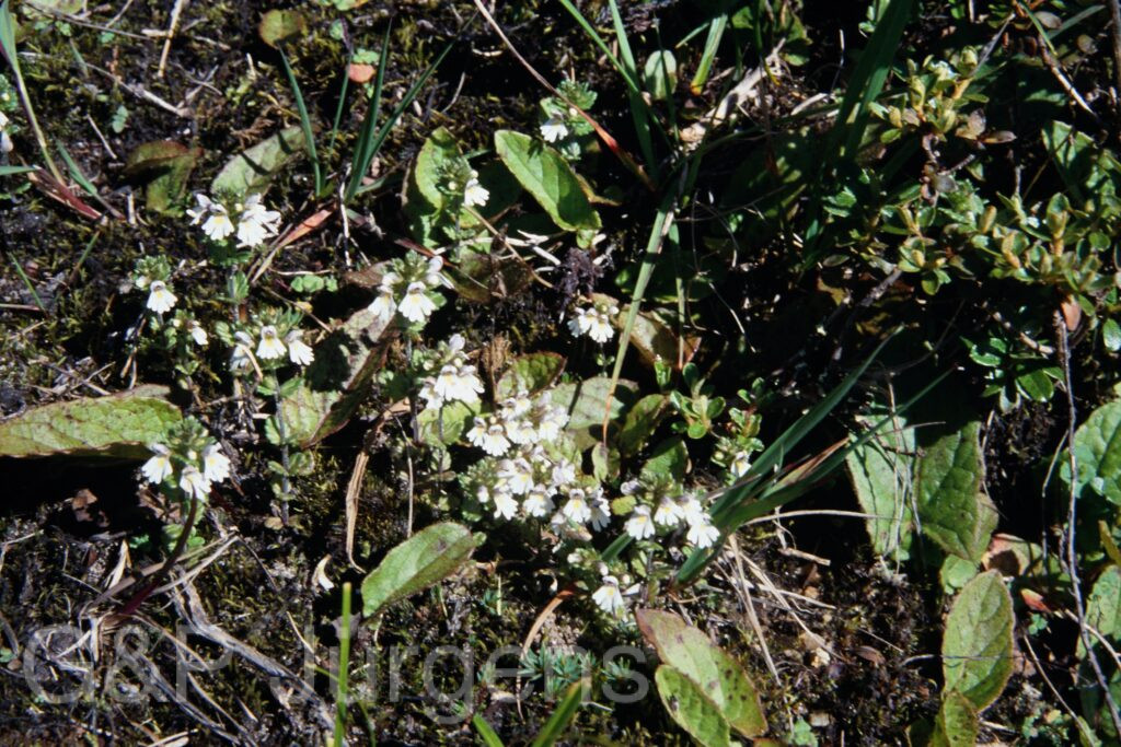 Sikkim2003 179 G245
