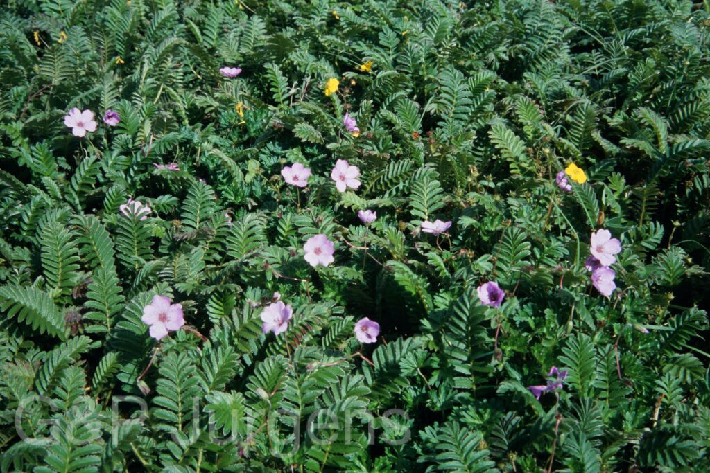 Sikkim2003 181 G247
