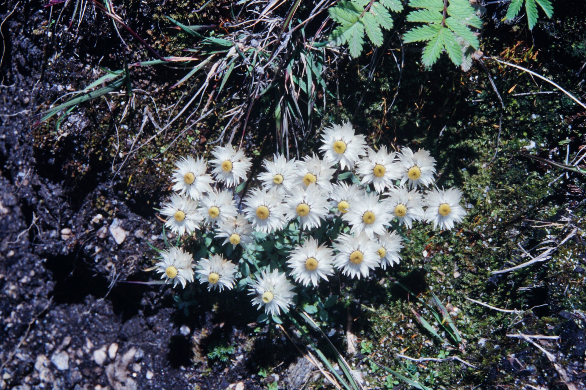 Anaphalis nepalensis var. monocephala — Asteraceae