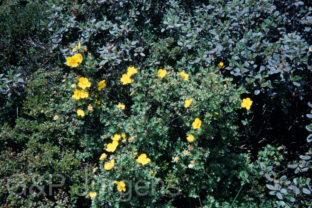 Sikkim2003 189 P260