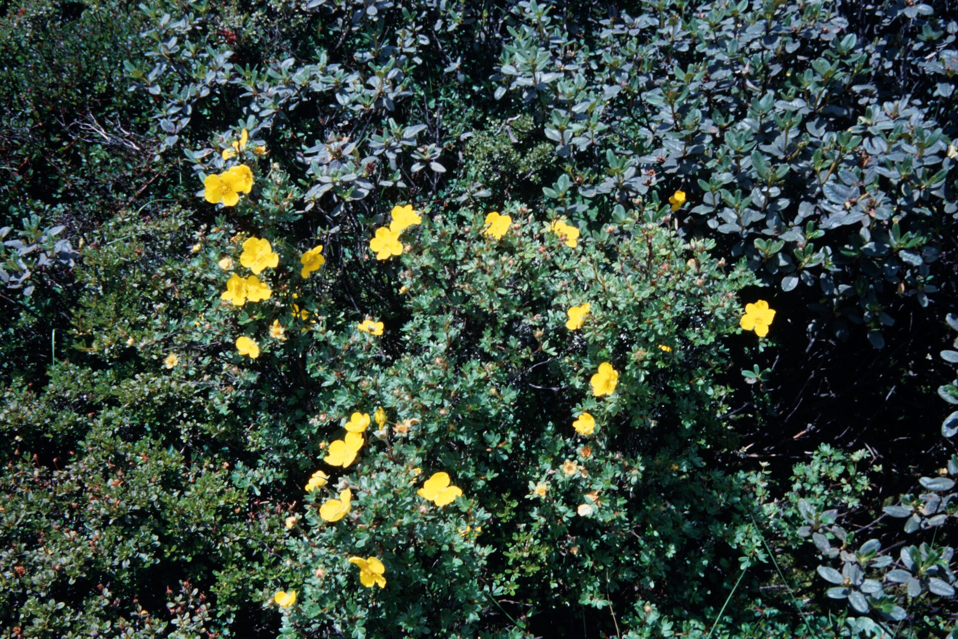 Potentilla fruticosa var. arbuscula — Rosaceae