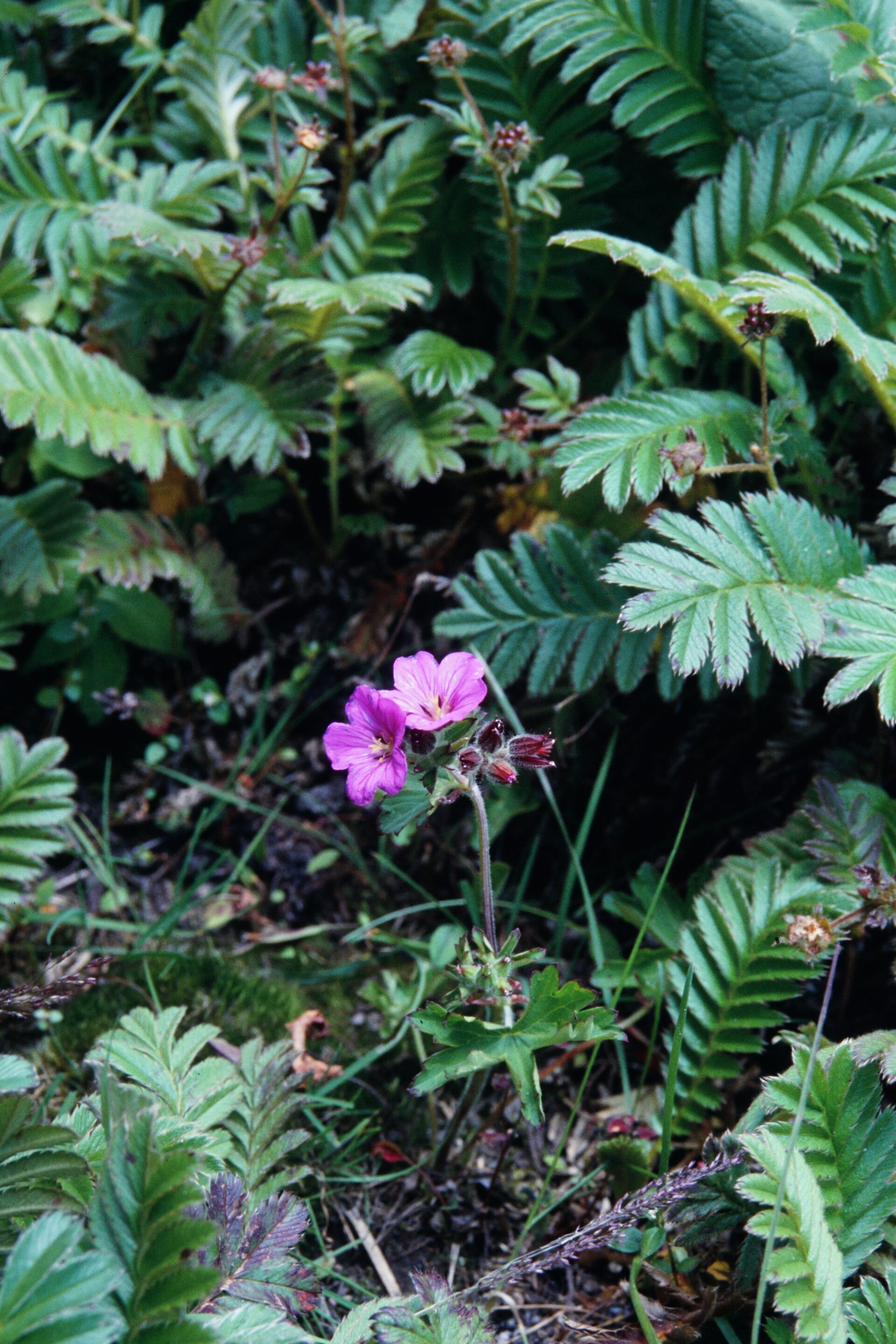 Geranium polyanthes — Geraniaceae