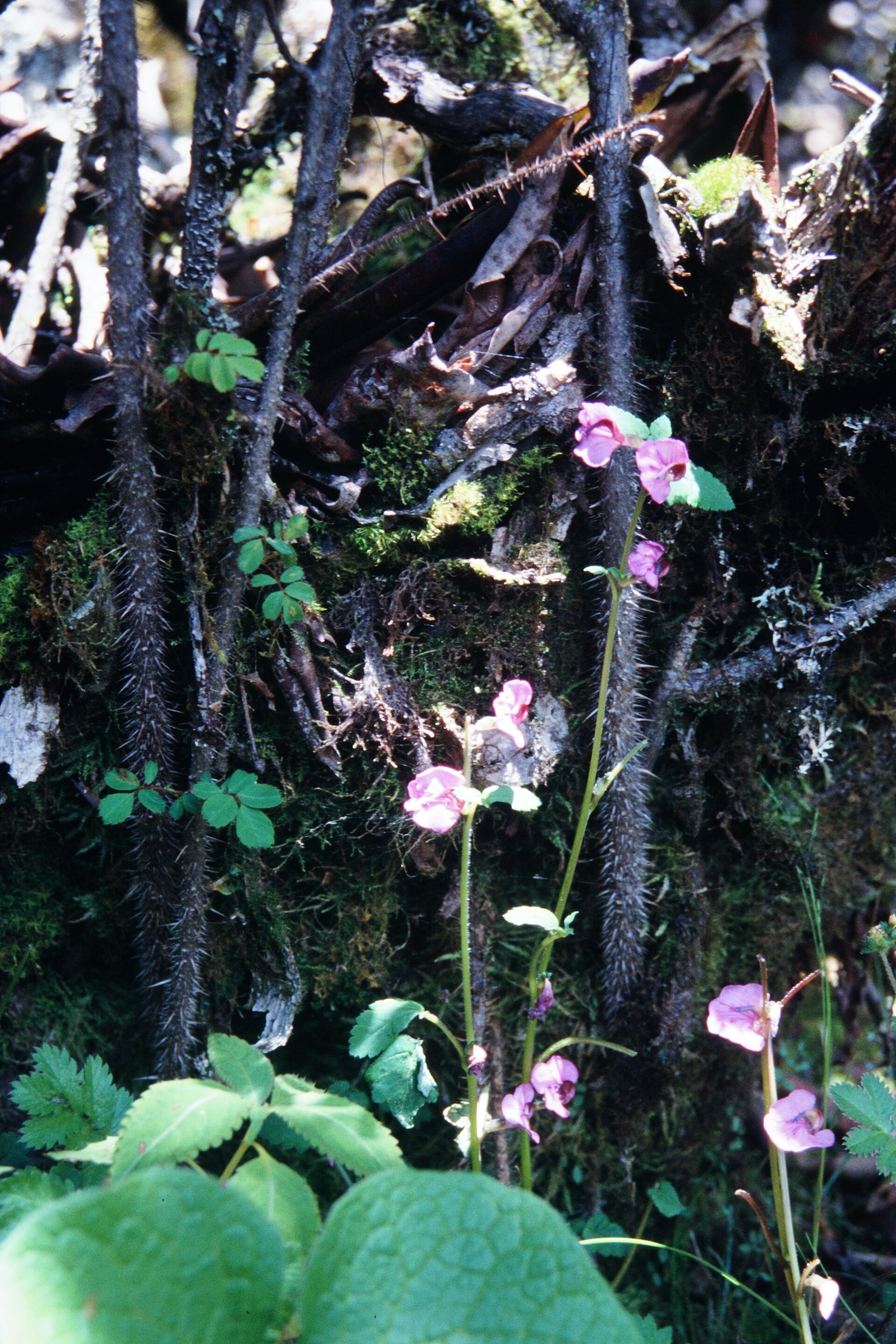 Pedicularis pantlingii — Orobanchaceae
