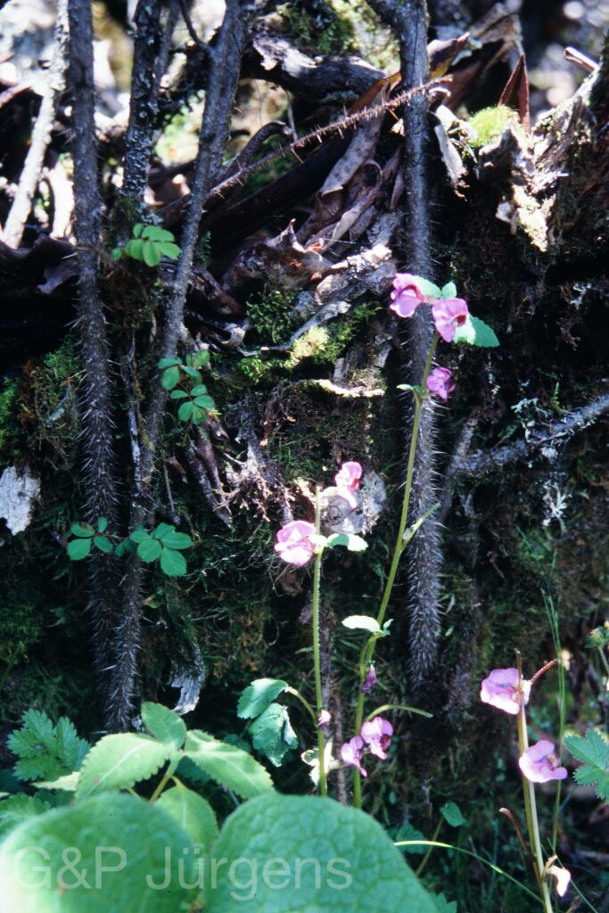 Sikkim2003 205 P285
