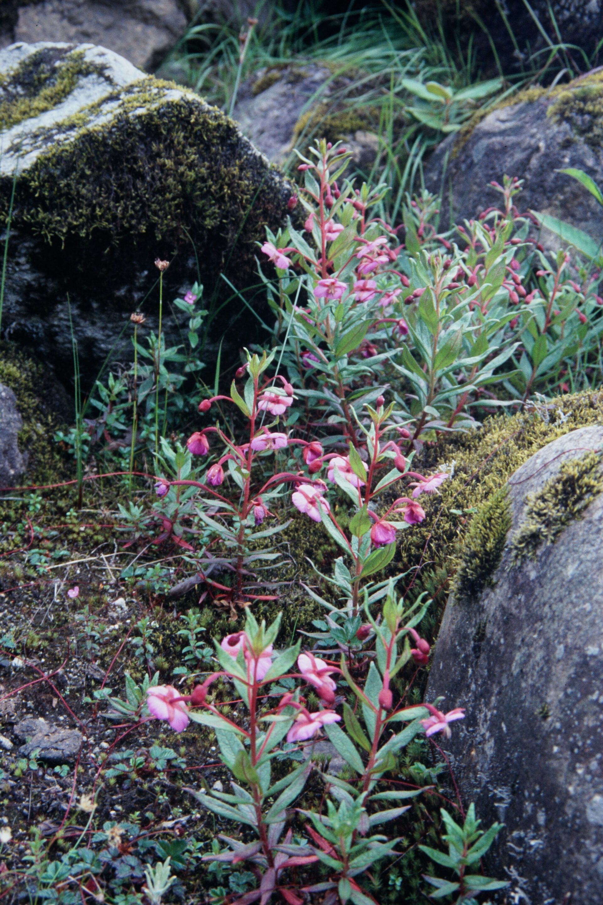 Epilobium conspersum — Onagraceae