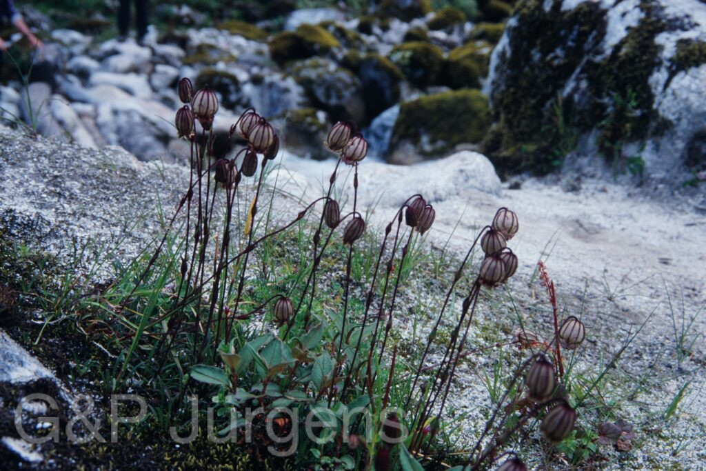 Sikkim2003 215 G299