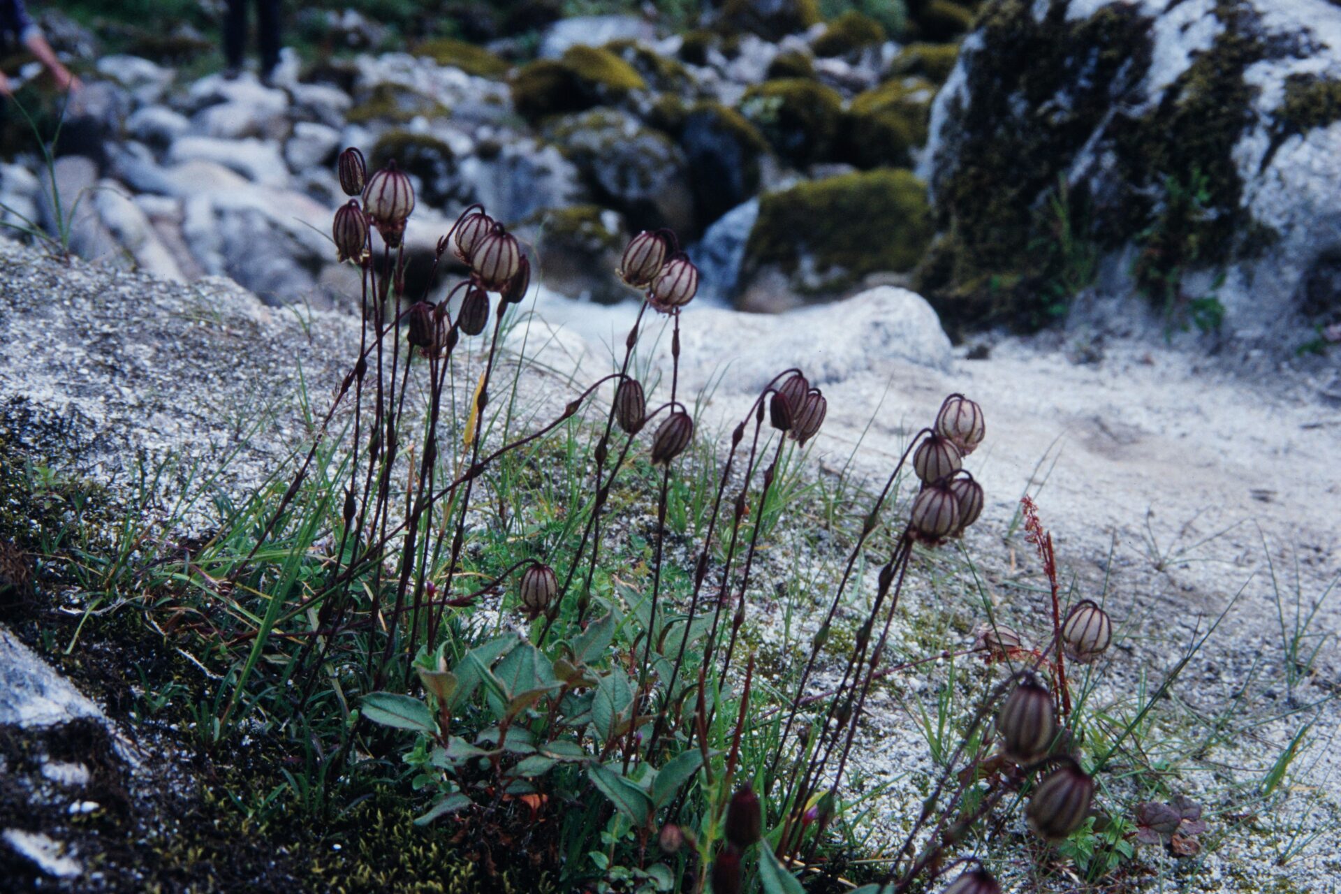 Silene nigrescens — Caryophyllaceae