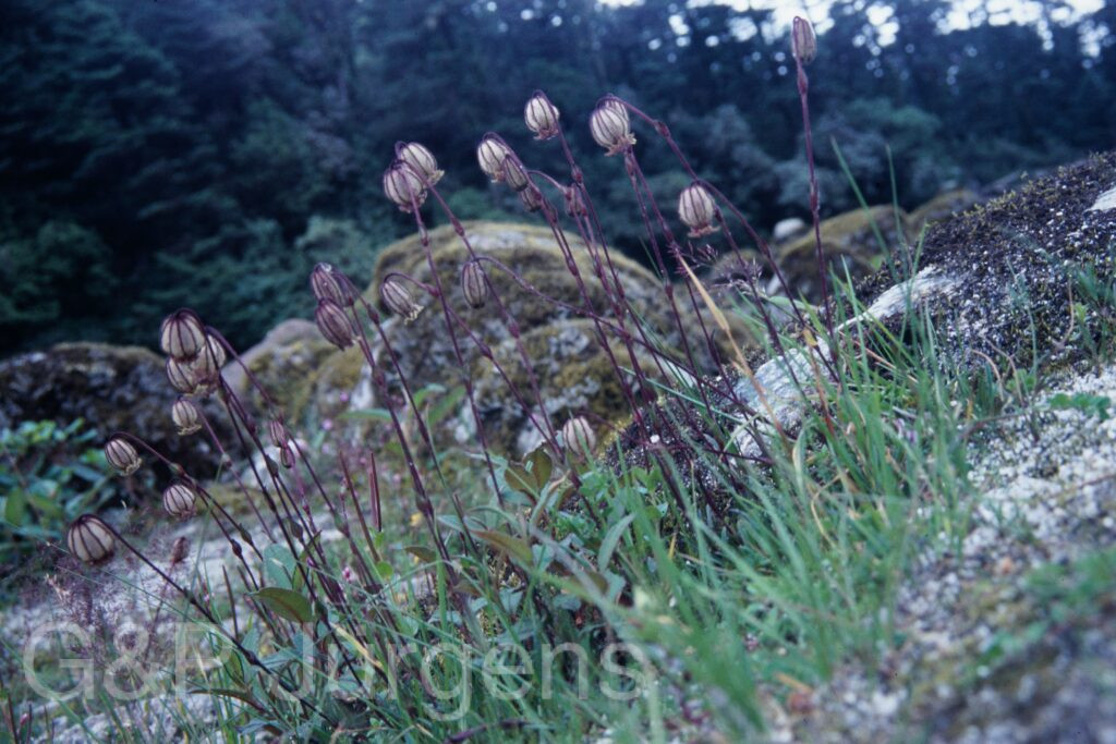 Sikkim2003 216 P300