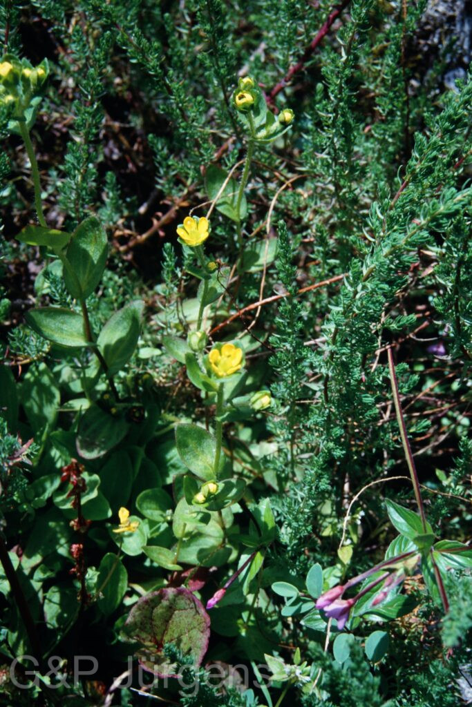 Sikkim2003 218 P303