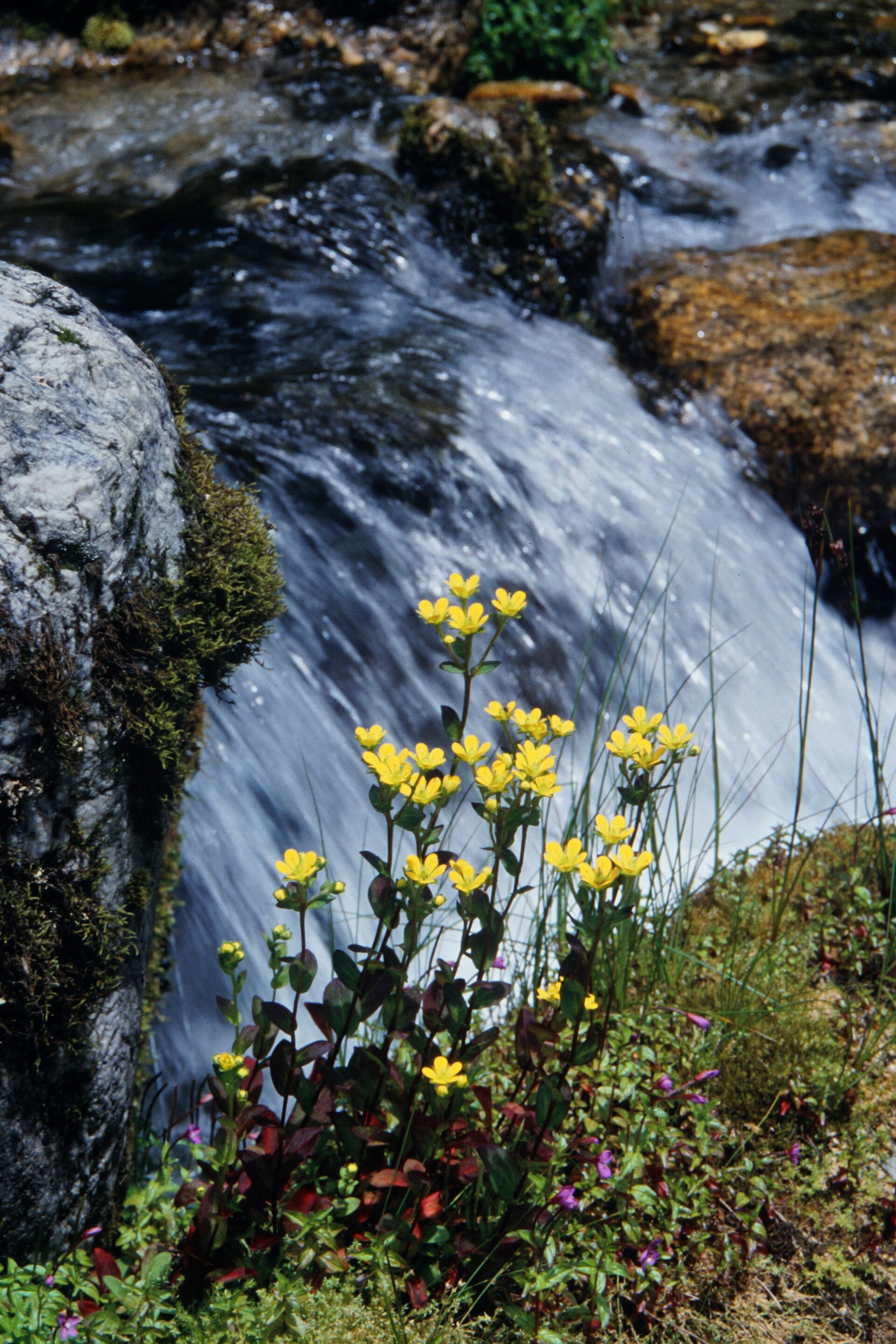Saxifraga moorcroftiana — Saxifragaceae