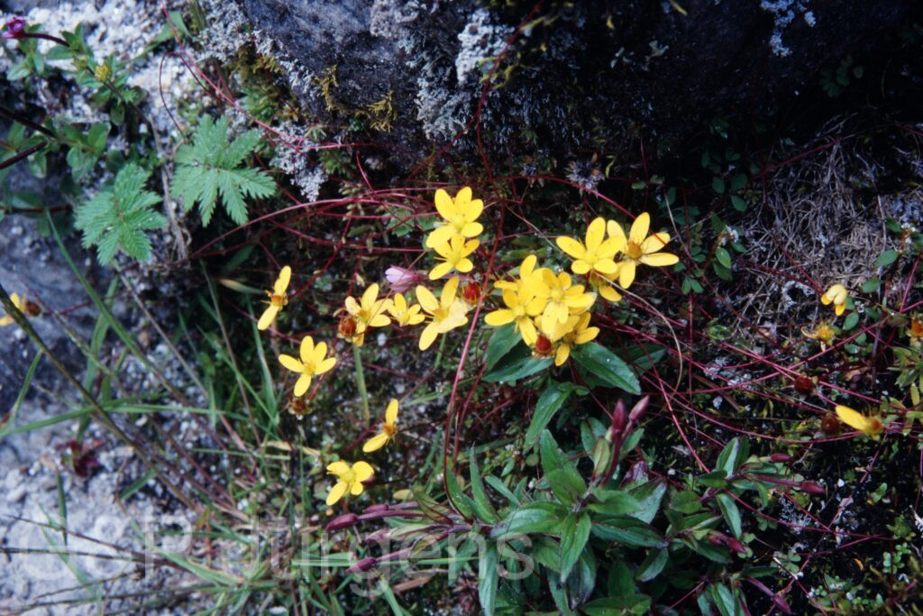 Sikkim2003 222 P308