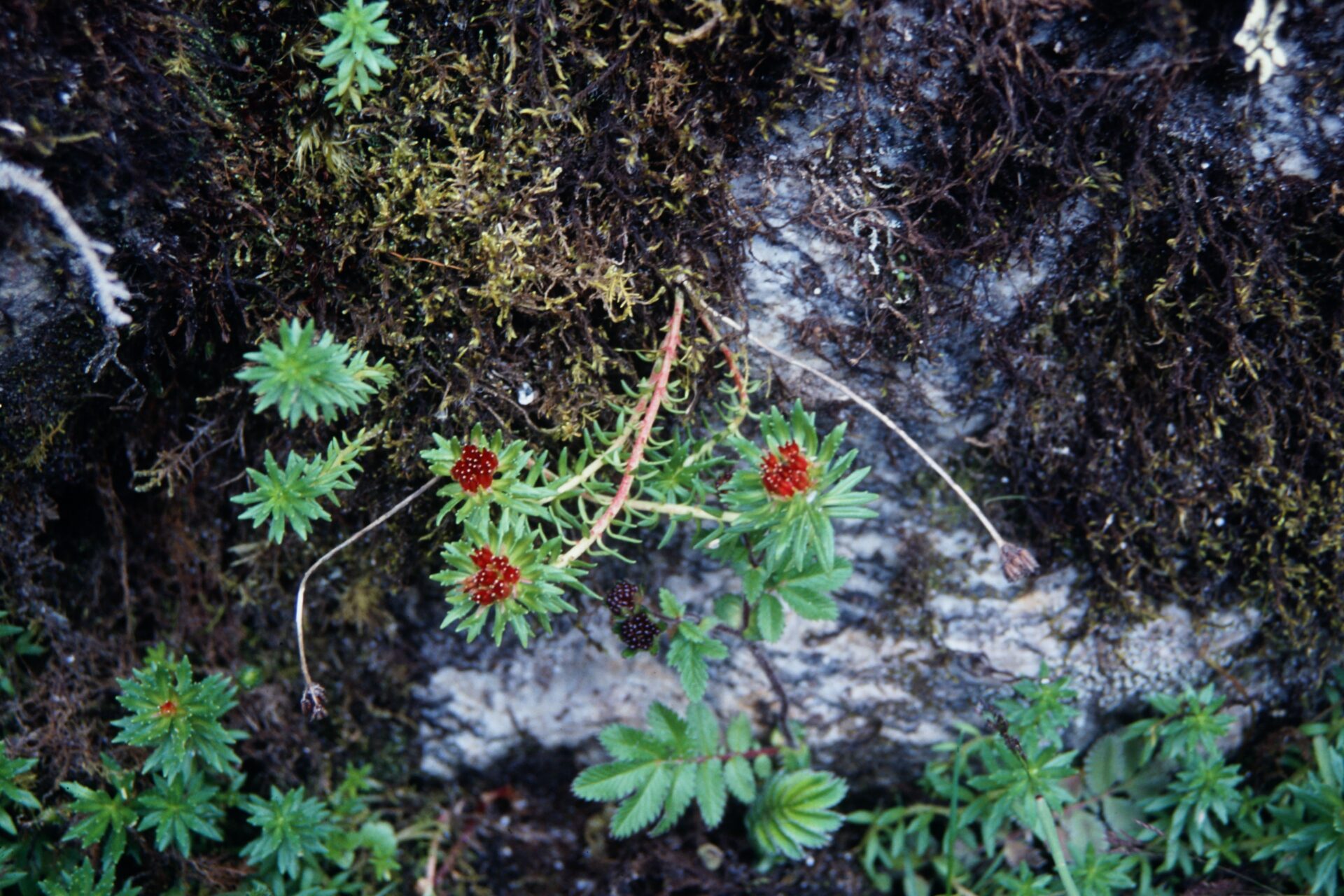 Rhodiola crenulata — Crassulaceae