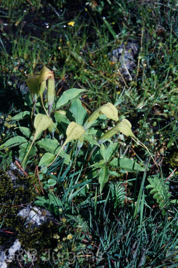 Sikkim2003 240 P330