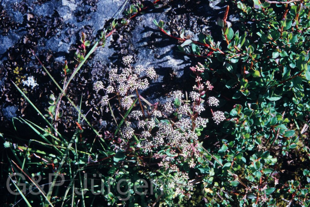 Sikkim2003 243 P334