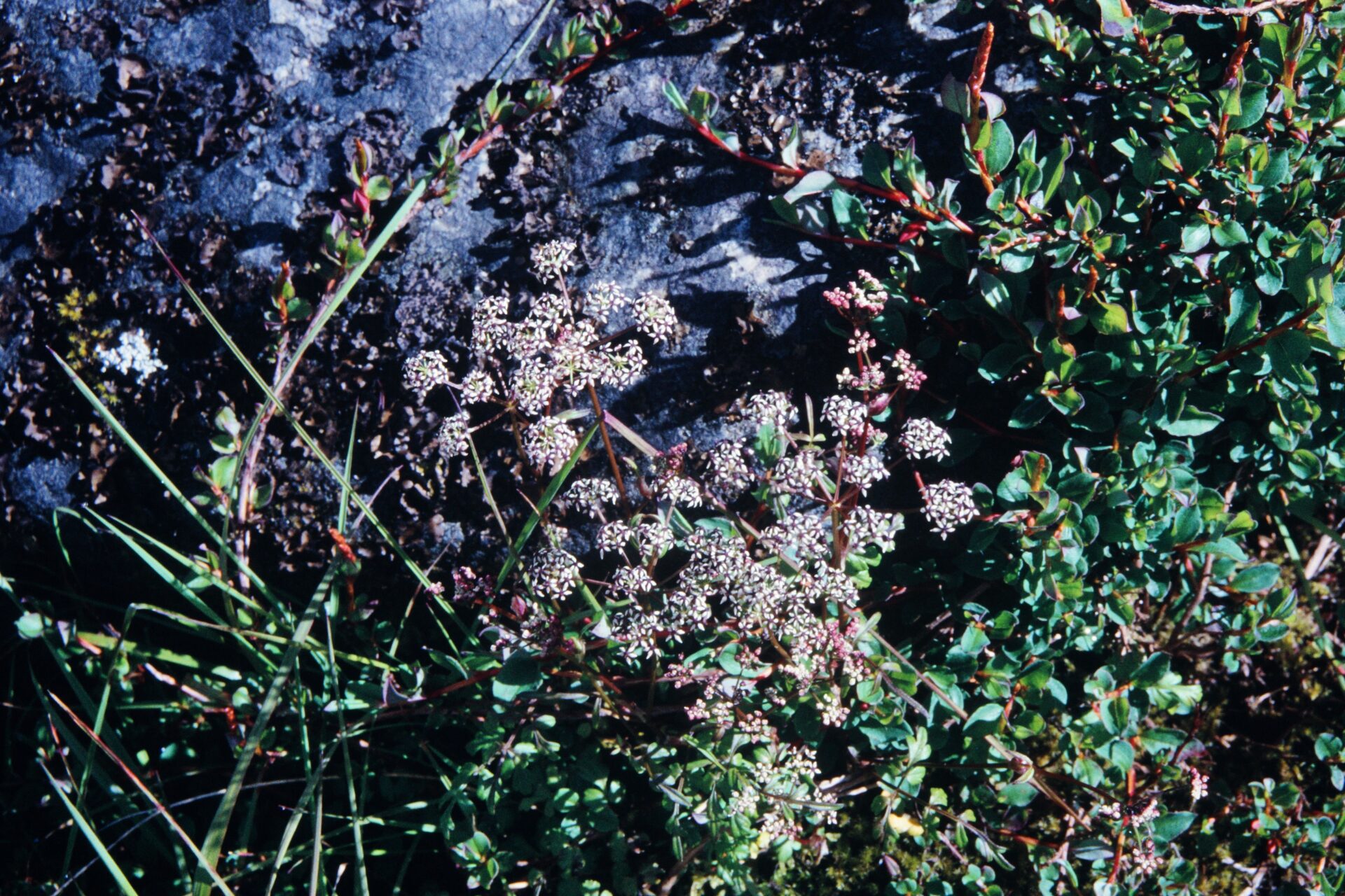 Cortiella hookeri — Apiaceae