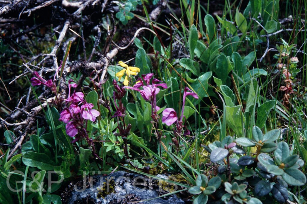 Sikkim2003 248 P341