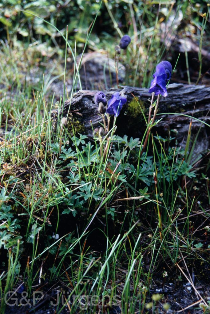 Sikkim2003 249 P343