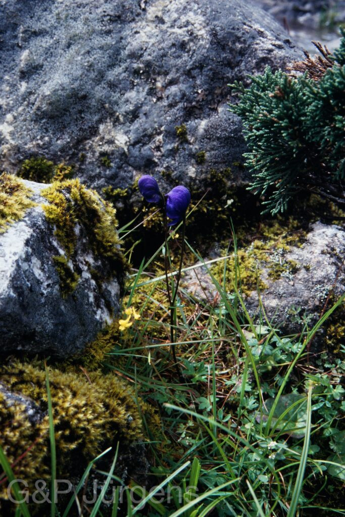 Sikkim2003 250 G344
