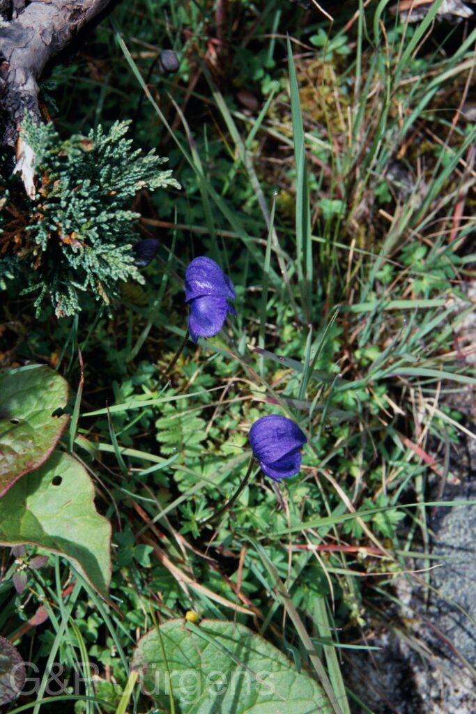 Sikkim2003 251 G345