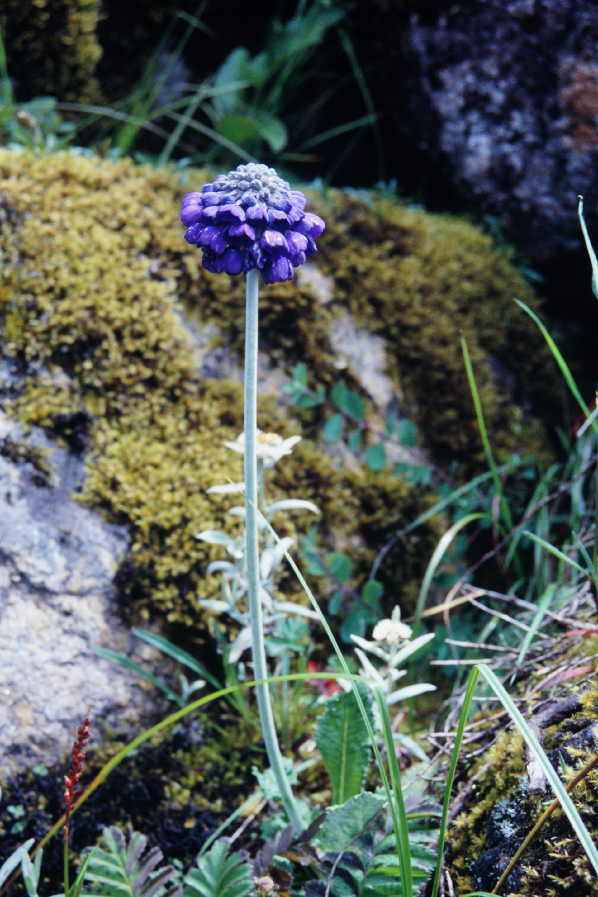 Primula capitata — Primulaceae