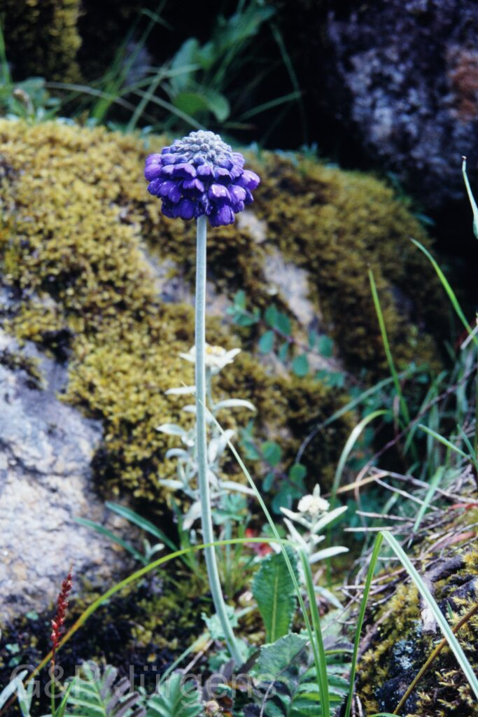 Sikkim2003 254 P348