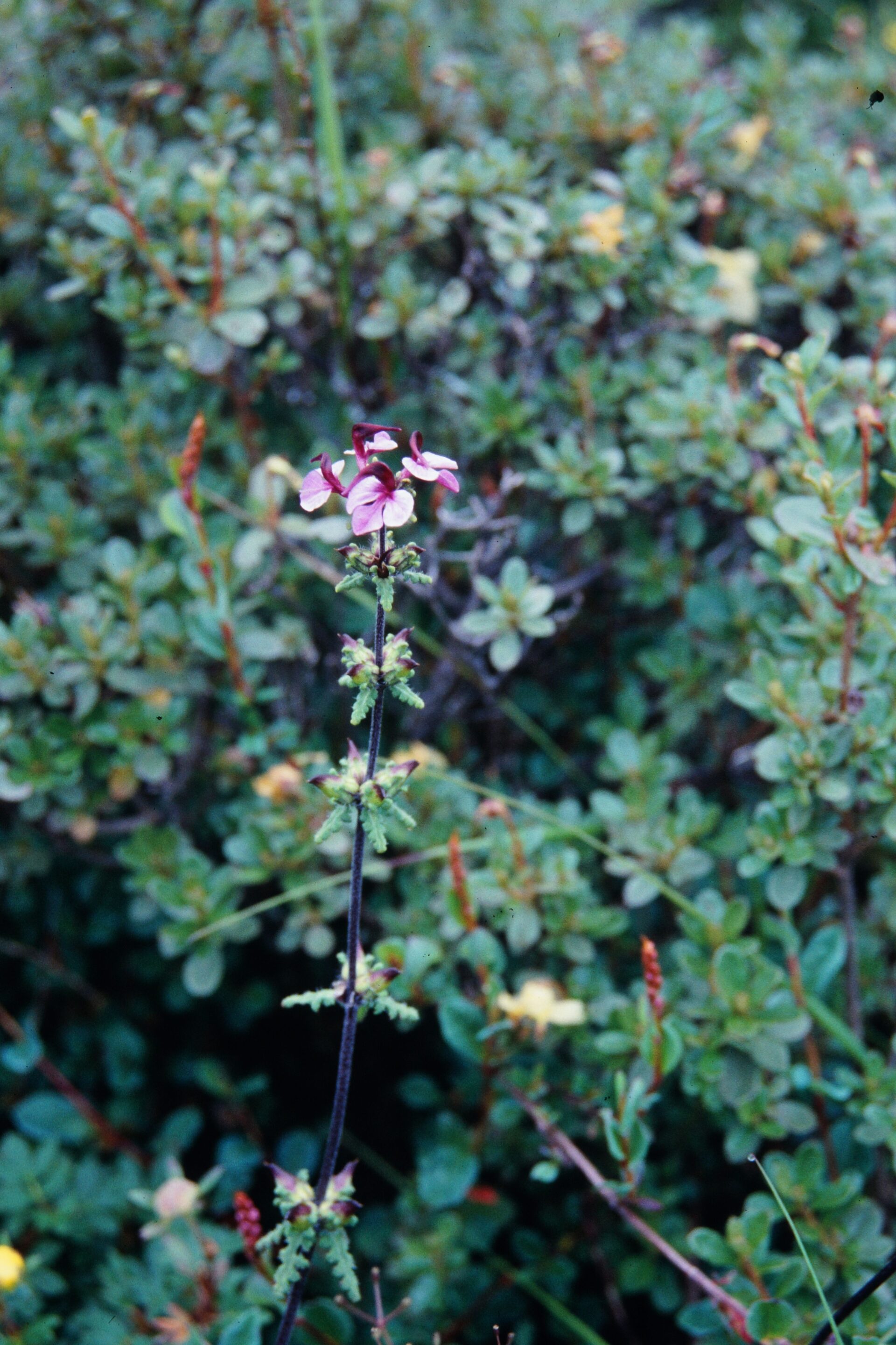 Pedicularis instar — Orobanchaceae